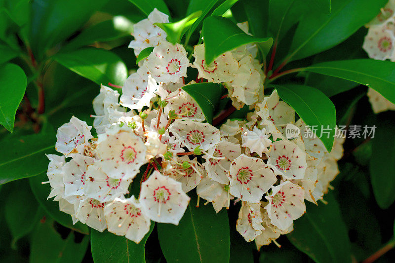 阔叶树/山桂花